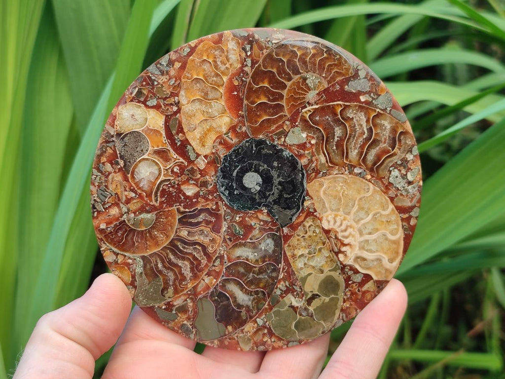 Hand Made Ammonite Conglomerate Coffee Table Coasters x 6 From Mahajanga, Madagascar - Toprock Gemstones and Minerals 