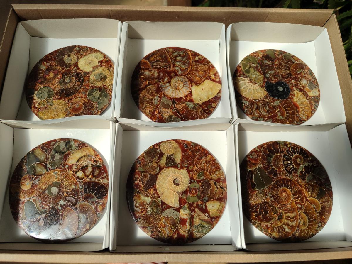 Hand Made Ammonite Conglomerate Coffee Table Coasters x 6 From Mahajanga, Madagascar - Toprock Gemstones and Minerals 