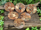 Hand Made Ammonite Conglomerate Coffee Table Coasters x 6 From Mahajanga, Madagascar - Toprock Gemstones and Minerals 