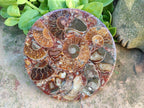 Hand Made Ammonite Conglomerate Coffee Table Coasters x 6 From Mahajanga, Madagascar - Toprock Gemstones and Minerals 