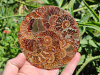 Hand Made Ammonite Conglomerate Coffee Table Coasters x 6 From Mahajanga, Madagascar - Toprock Gemstones and Minerals 