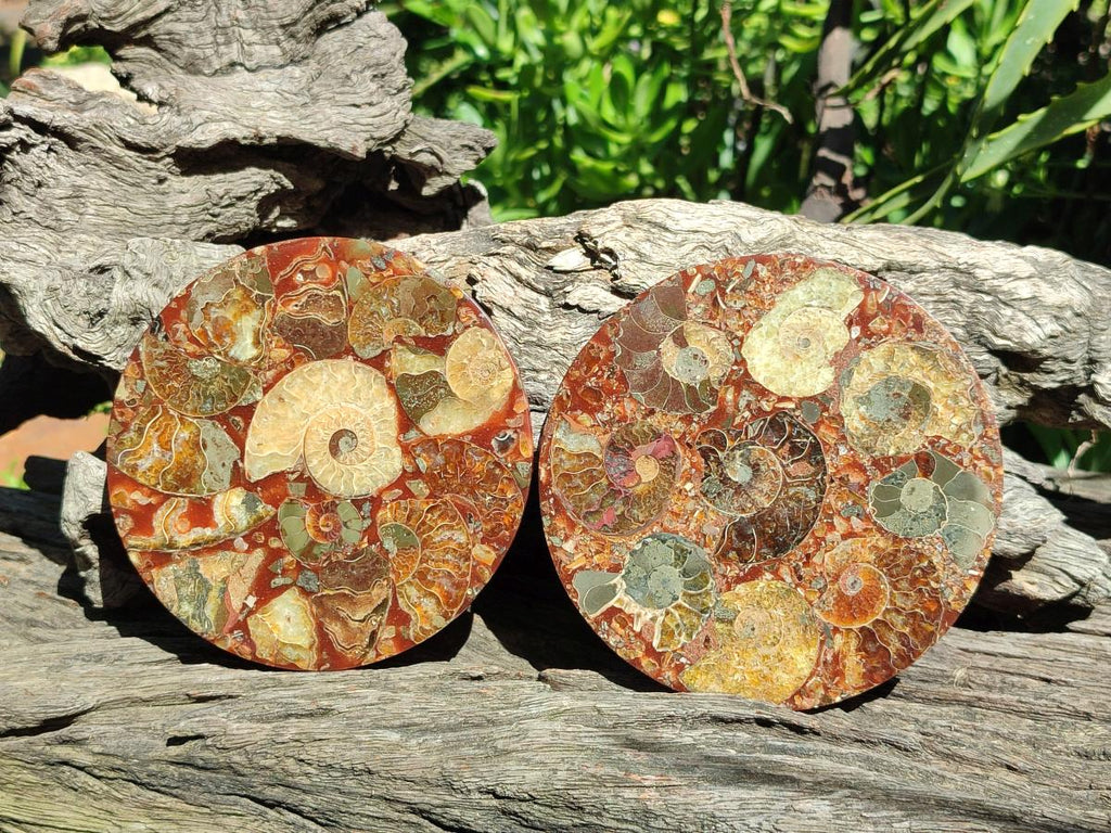 Hand Made Ammonite Conglomerate Coffee Table Coasters x 6 From Mahajanga, Madagascar - Toprock Gemstones and Minerals 