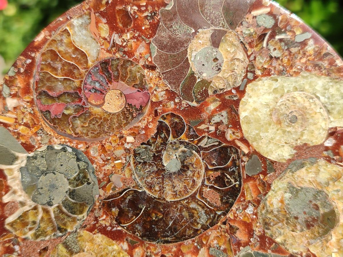 Hand Made Ammonite Conglomerate Coffee Table Coasters x 6 From Mahajanga, Madagascar - Toprock Gemstones and Minerals 