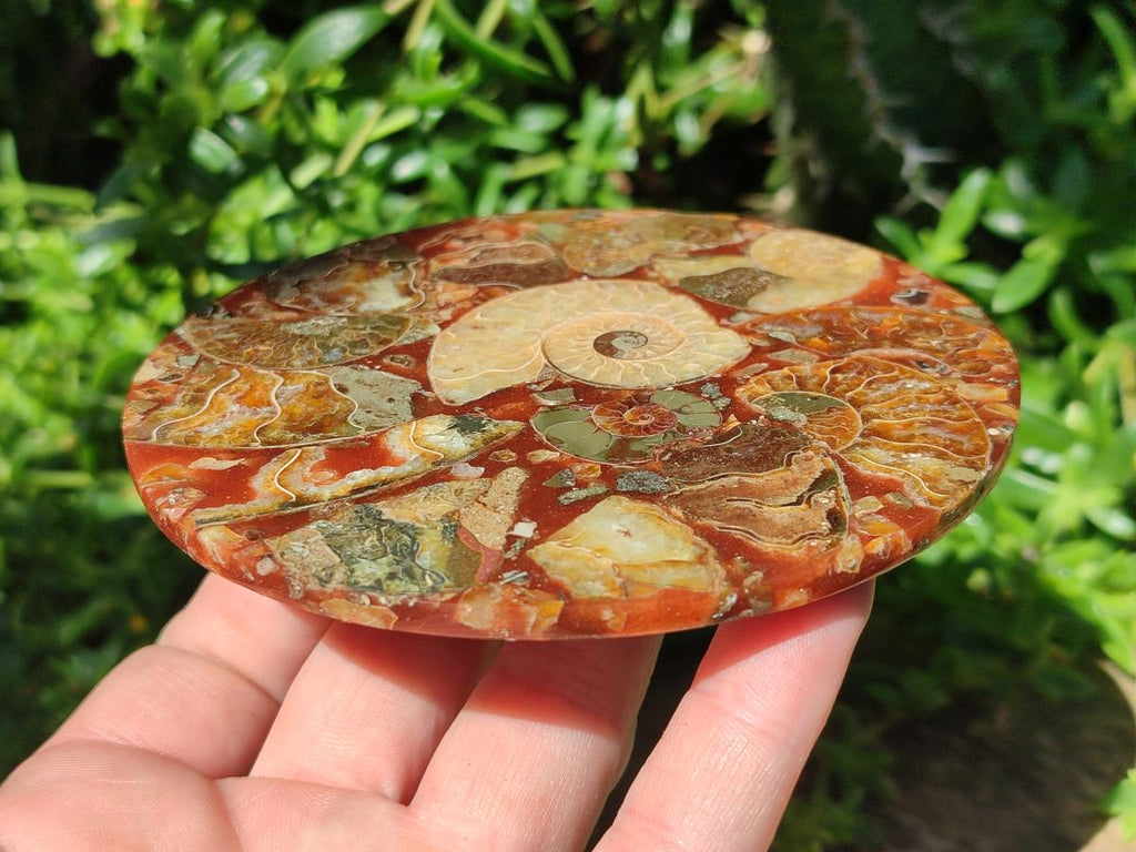Hand Made Ammonite Conglomerate Coffee Table Coasters x 6 From Mahajanga, Madagascar - Toprock Gemstones and Minerals 