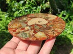 Hand Made Ammonite Conglomerate Coffee Table Coasters x 6 From Mahajanga, Madagascar - Toprock Gemstones and Minerals 