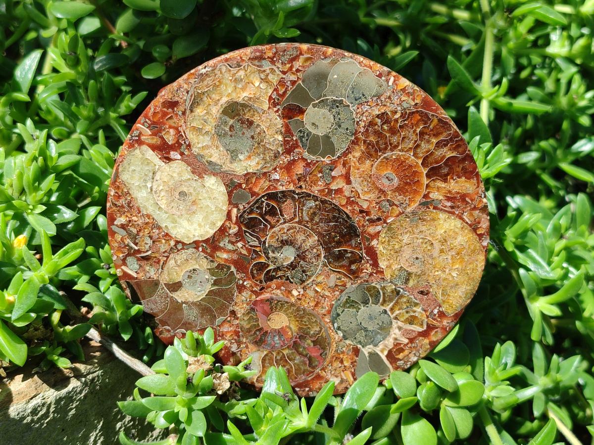 Hand Made Ammonite Conglomerate Coffee Table Coasters x 6 From Mahajanga, Madagascar - Toprock Gemstones and Minerals 