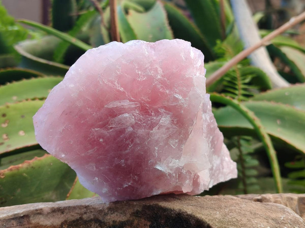 Natural Cobbed Rose Quartz Specimens x 11 From Northern Cape, South Africa - Toprock Gemstones and Minerals 
