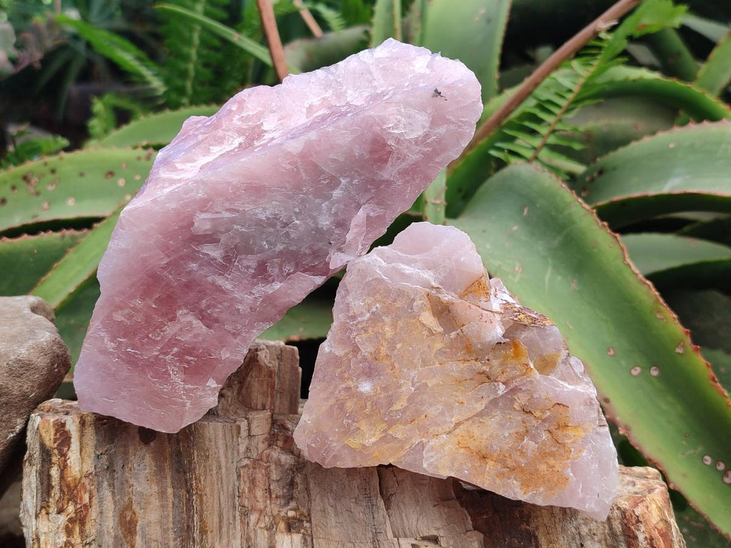 Natural Cobbed Rose Quartz Specimens x 11 From Northern Cape, South Africa - Toprock Gemstones and Minerals 