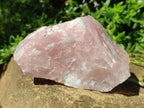 Natural Cobbed Rose Quartz Specimens x 11 From Northern Cape, South Africa - Toprock Gemstones and Minerals 