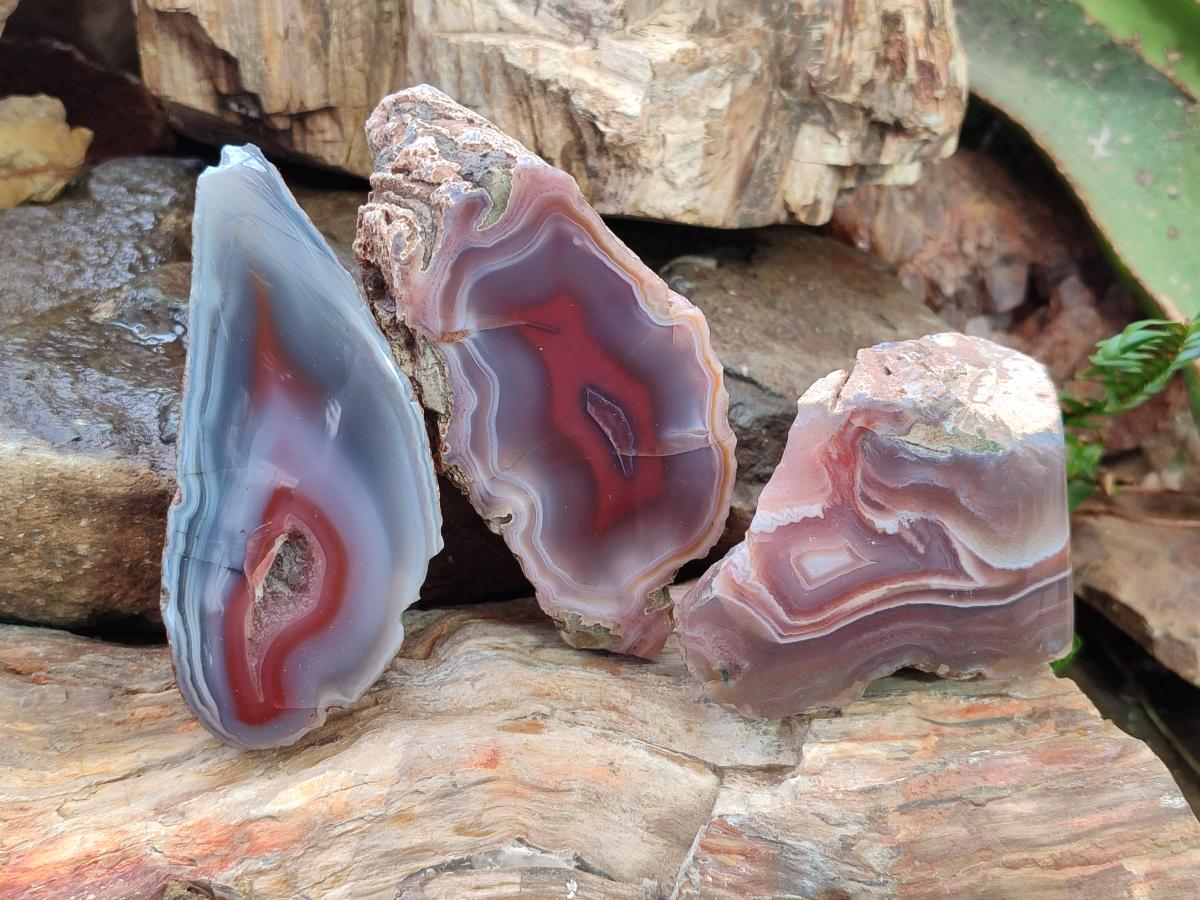 Polished One Side Red Shashe River Agate Nodules x 6 From Shashe River, Zimbabwe