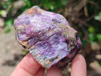 Natural Cobbed Stichtite Specimens x 24 From Barberton, South Africa