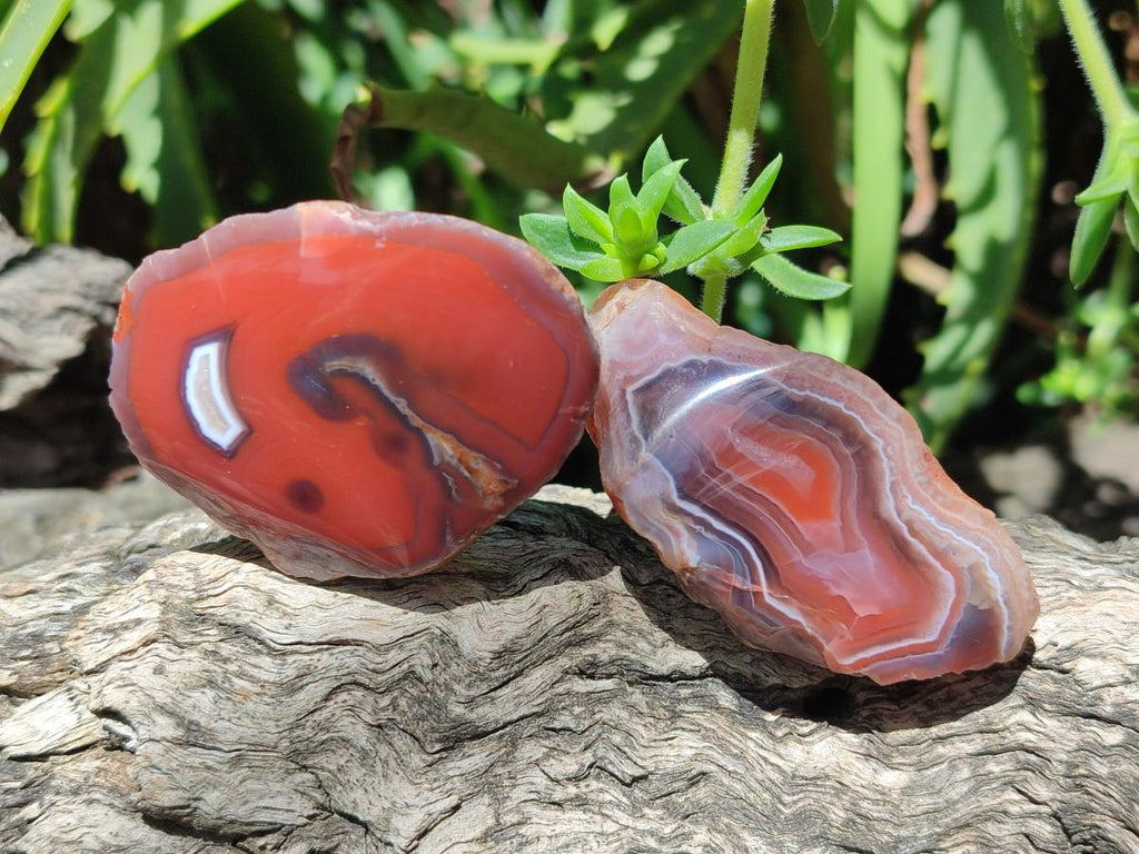 Polished One Side Red Shashe River Agate Nodules x 48 From Shashe River, Zimbabwe