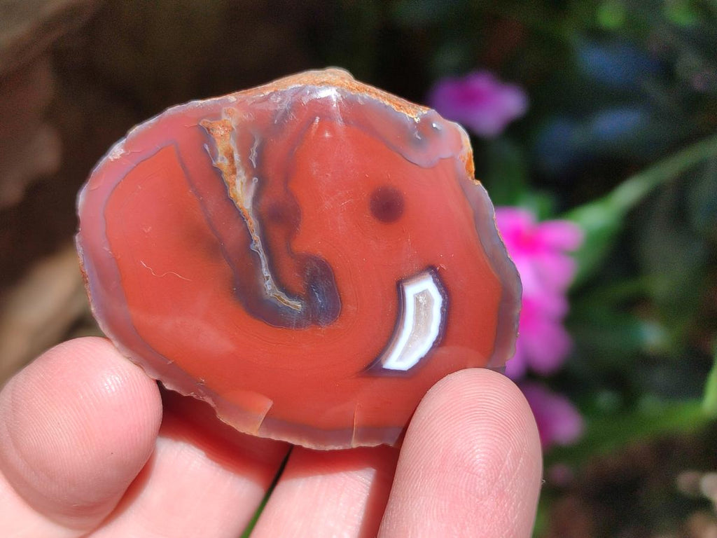 Polished One Side Red Shashe River Agate Nodules x 48 From Shashe River, Zimbabwe