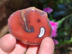 Polished One Side Red Shashe River Agate Nodules x 48 From Shashe River, Zimbabwe