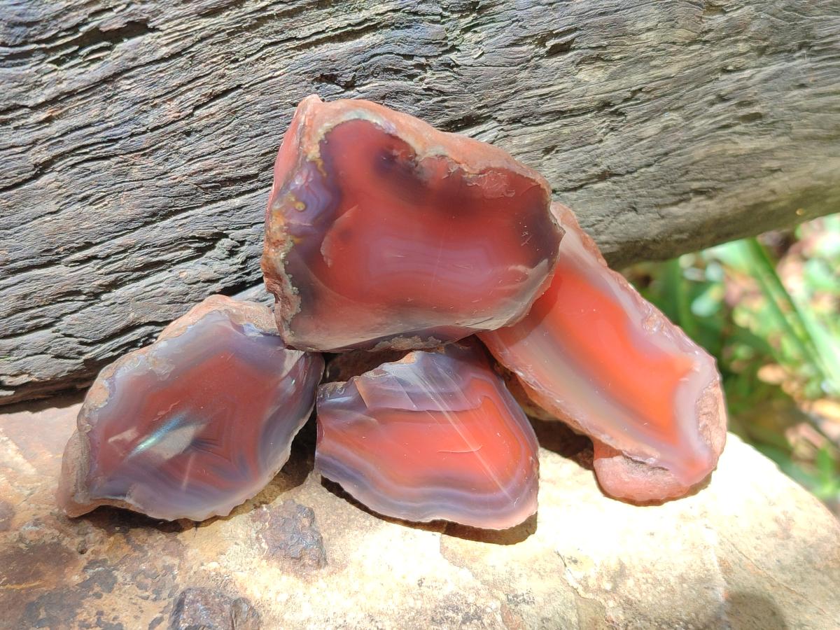 Polished One Side Red Shashe River Agate Nodules x 48 From Shashe River, Zimbabwe