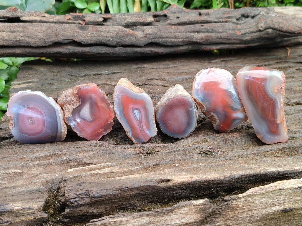 Polished One Side Red Shashe River Agate Nodules x 48 From Shashe River, Zimbabwe