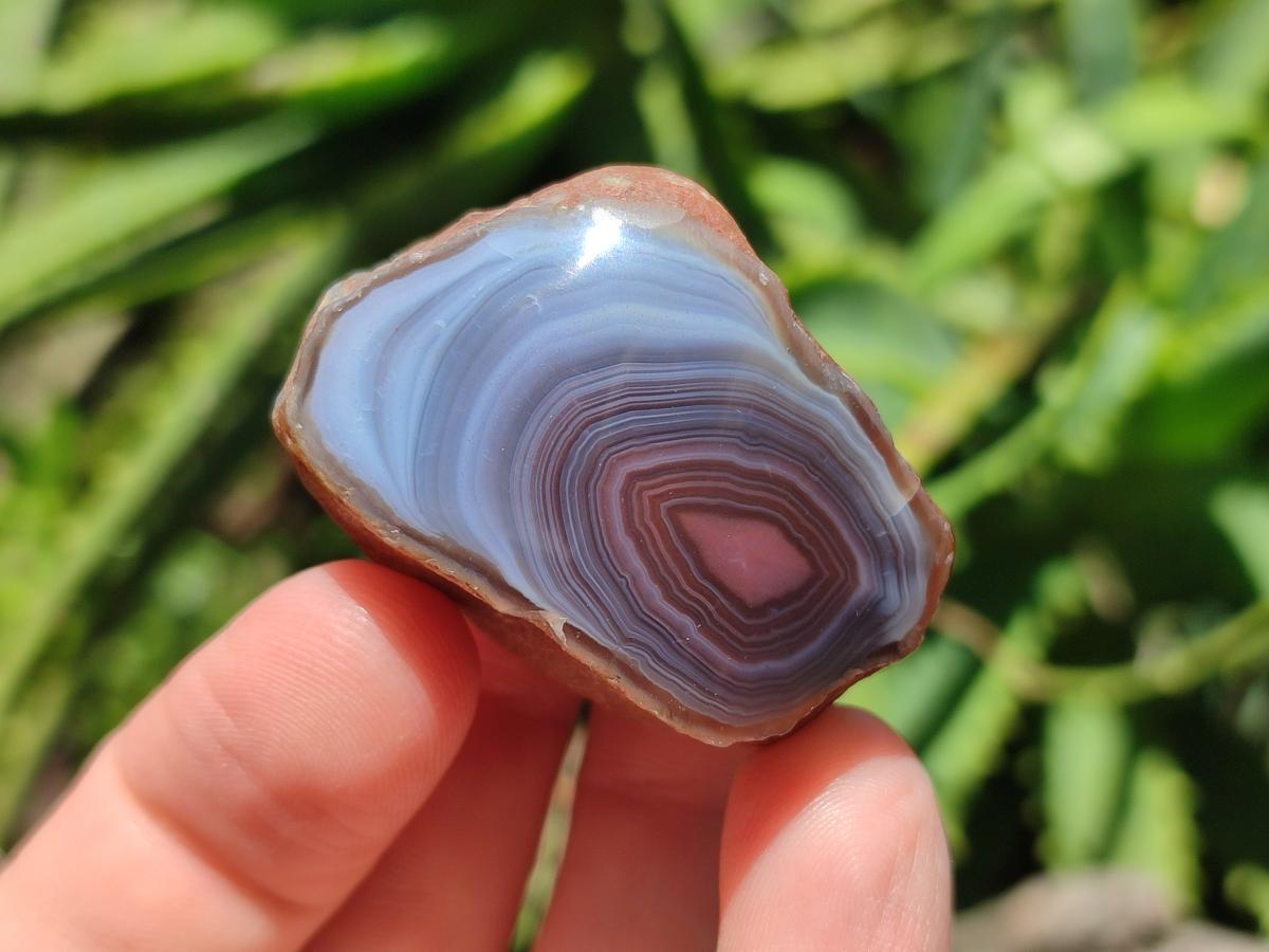 Polished One Side Red Shashe River Agate Nodules x 48 From Shashe River, Zimbabwe