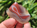 Polished One Side Red Shashe River Agate Nodules x 48 From Shashe River, Zimbabwe