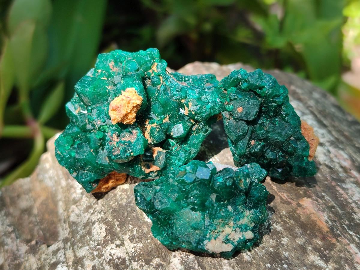 Natural Dioptase Specimens on Dolomite Matrix x 19 From Tantara Mine, Congo