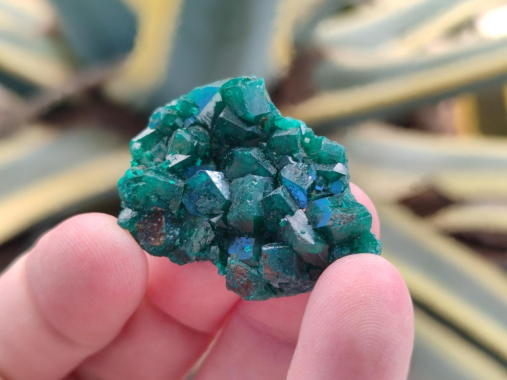 Natural Dioptase Specimens on Dolomite Matrix x 19 From Tantara Mine, Congo