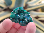 Natural Dioptase Specimens on Dolomite Matrix x 19 From Tantara Mine, Congo