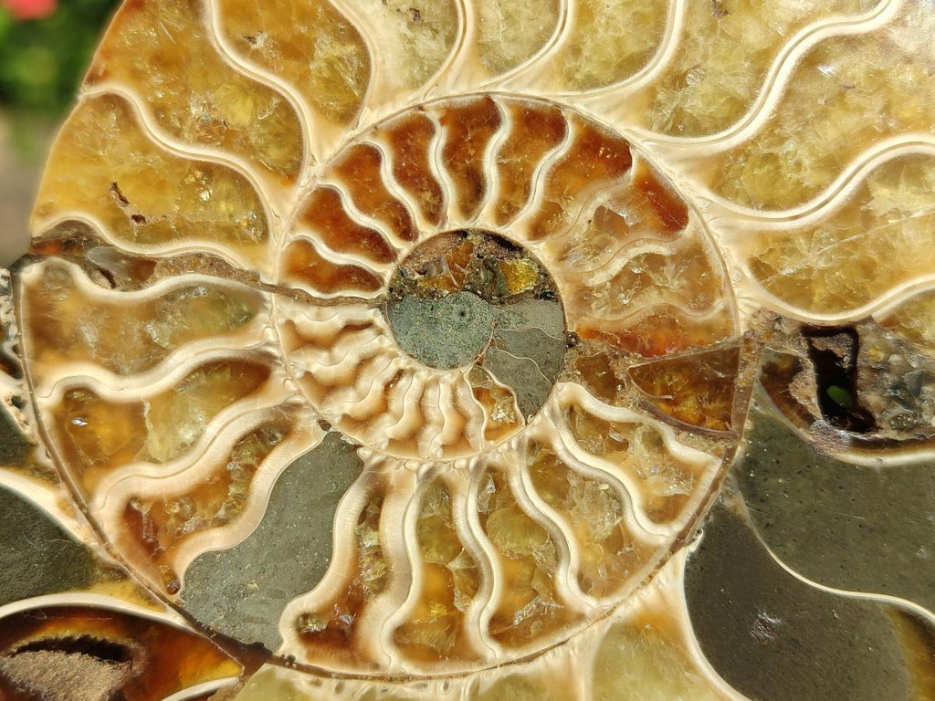 Polished Cleoniceras Ammonite Fossil Pairs x 2 From Tulear, Madagascar
