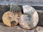Polished Cleoniceras Ammonite Fossil Pairs x 2 From Tulear, Madagascar