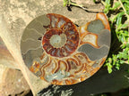 Polished Cleoniceras Ammonite Fossil Pairs x 2 From Tulear, Madagascar