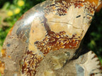 Polished Cleoniceras Ammonite Fossil Pairs x 2 From Tulear, Madagascar