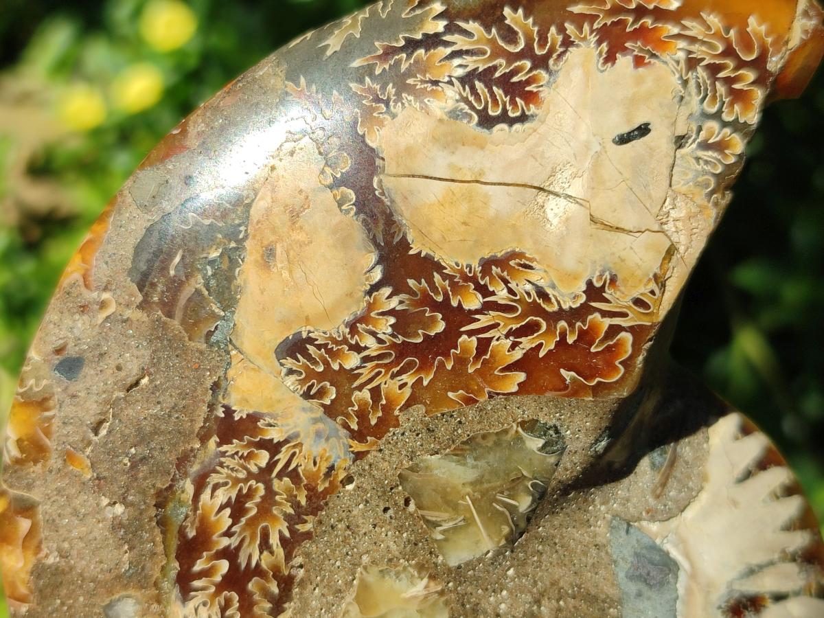 Polished Cleoniceras Ammonite Fossil Pairs x 2 From Tulear, Madagascar