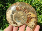 Polished Cleoniceras Ammonite Fossil Pairs x 2 From Tulear, Madagascar