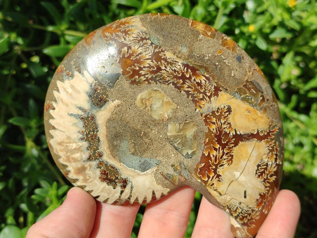 Polished Cleoniceras Ammonite Fossil Pairs x 2 From Tulear, Madagascar