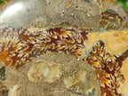 Polished Cleoniceras Ammonite Fossil Pairs x 2 From Tulear, Madagascar