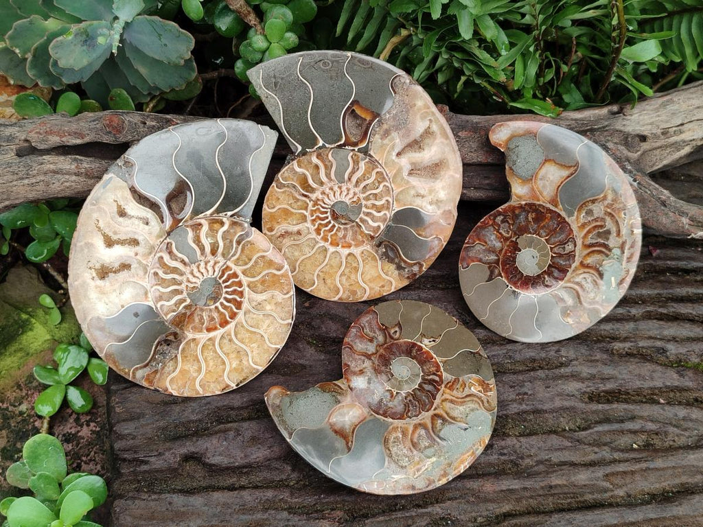 Polished Cleoniceras Ammonite Fossil Pairs x 2 From Tulear, Madagascar