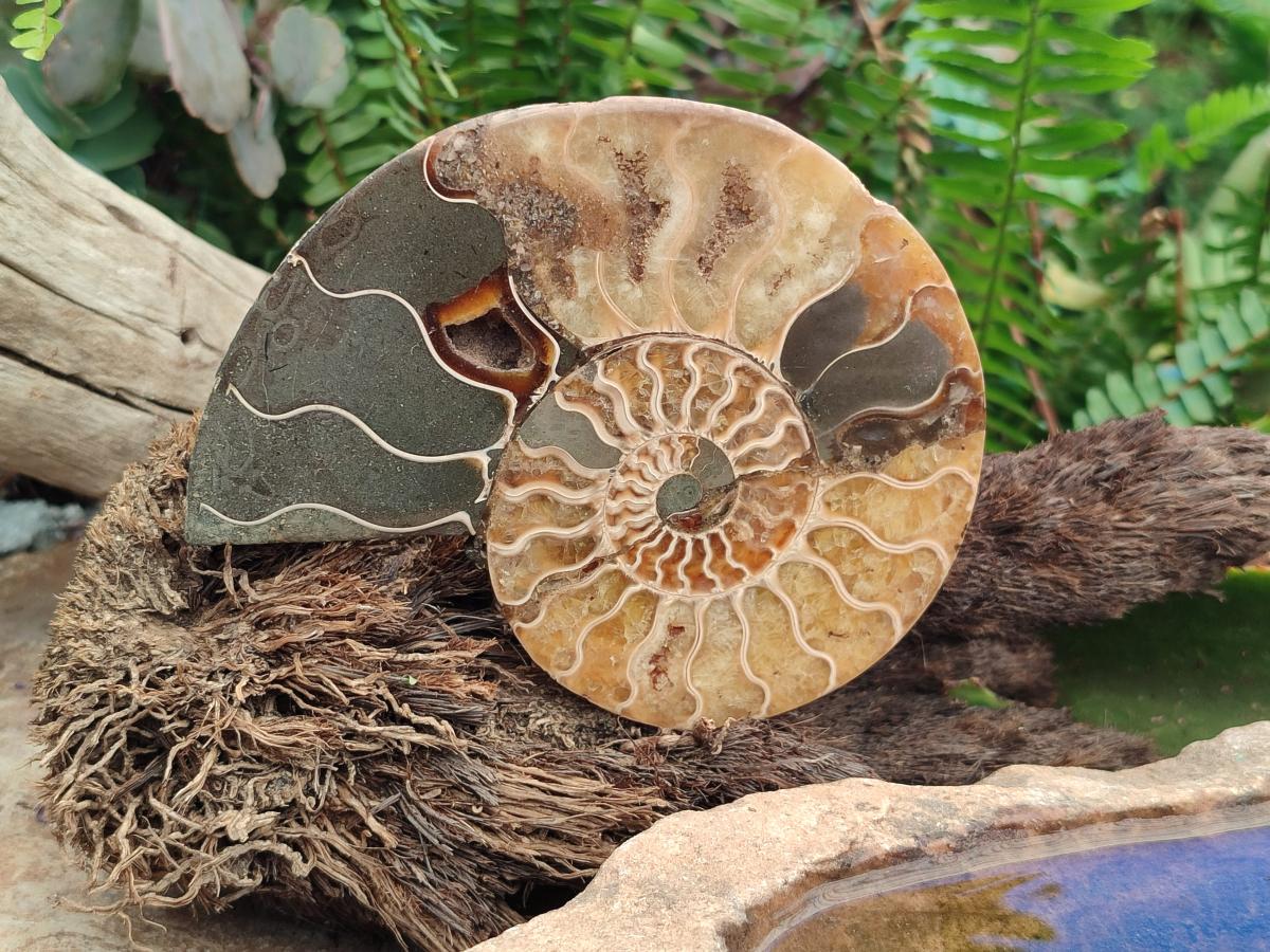 Polished Cleoniceras Ammonite Fossil Pairs x 2 From Tulear, Madagascar