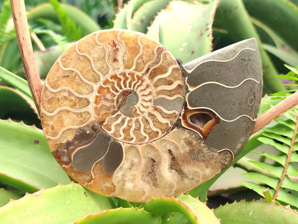 Polished Cleoniceras Ammonite Fossil Pairs x 2 From Tulear, Madagascar