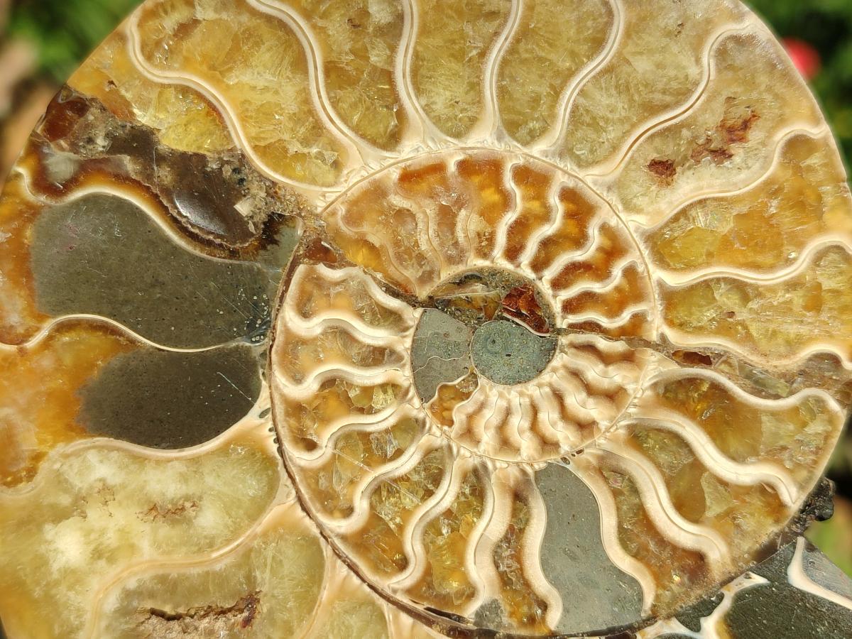 Polished Cleoniceras Ammonite Fossil Pairs x 2 From Tulear, Madagascar