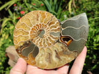 Polished Cleoniceras Ammonite Fossil Pairs x 2 From Tulear, Madagascar