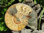 Polished Cleoniceras Ammonite Fossil Pairs x 2 From Tulear, Madagascar