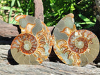 Polished Cleoniceras Ammonite Fossil Pairs x 2 From Tulear, Madagascar