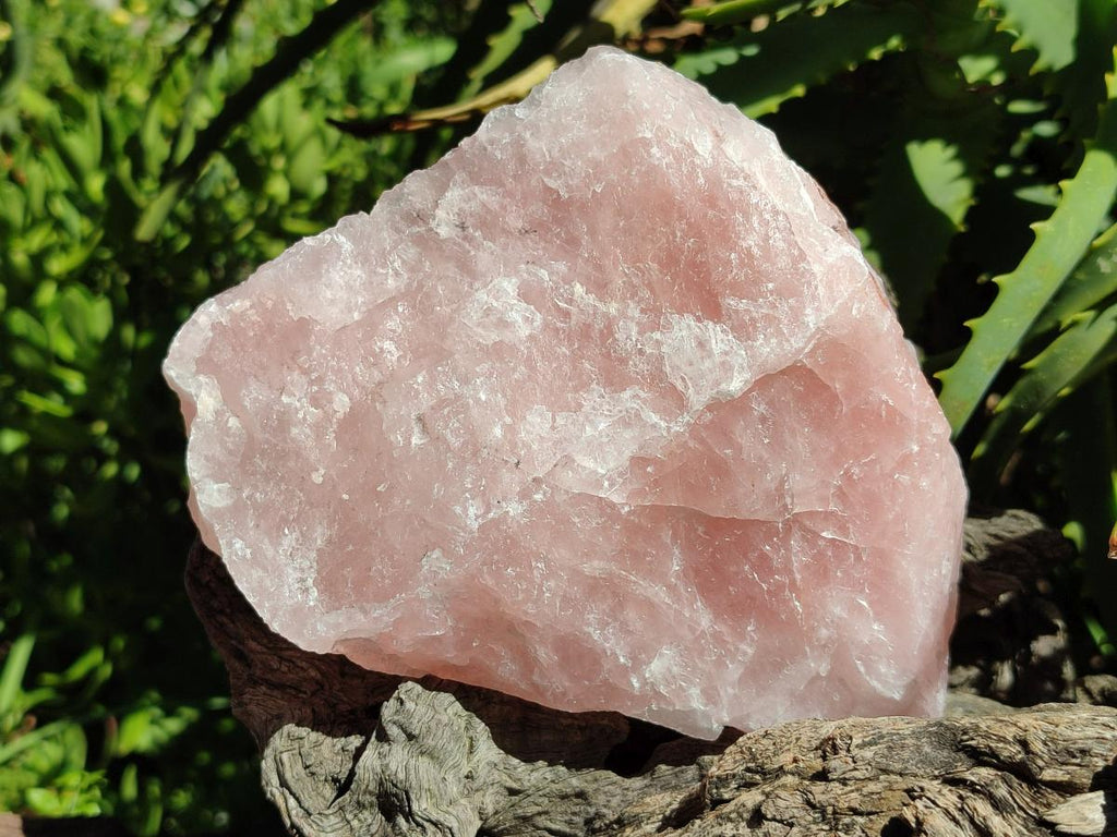 Natural Cobbed Rose Quartz Specimens x 14 From Northern Cape, South Africa