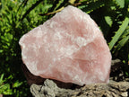 Natural Cobbed Rose Quartz Specimens x 14 From Northern Cape, South Africa
