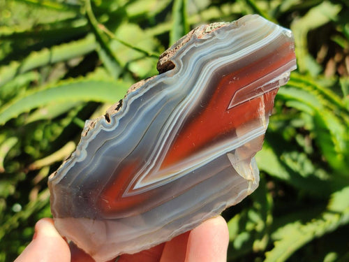 Polished One Side Red Shashe River Agate Nodules x 6 From Shashe River, Zimbabwe - Toprock Gemstones and Minerals 