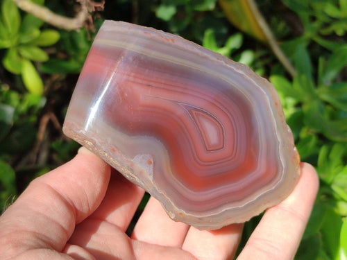 Polished One Side Red Shashe River Agate Nodules x 6 From Shashe River, Zimbabwe - Toprock Gemstones and Minerals 
