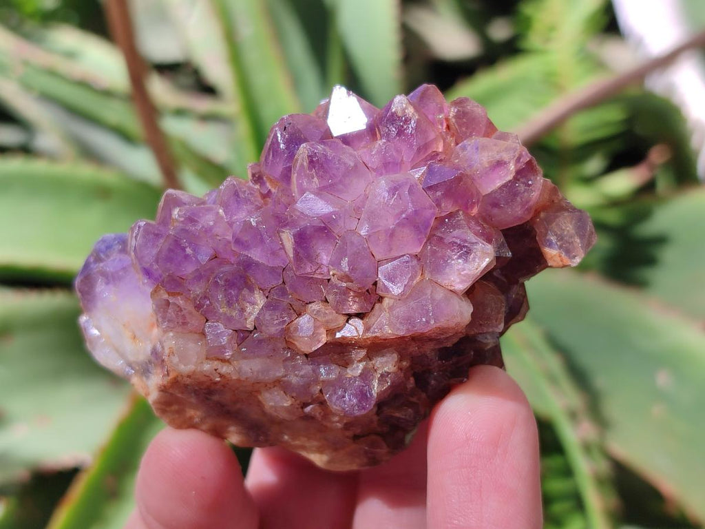 Natural Dark Amethyst Clusters x 24 From Mapatizya, Zambia