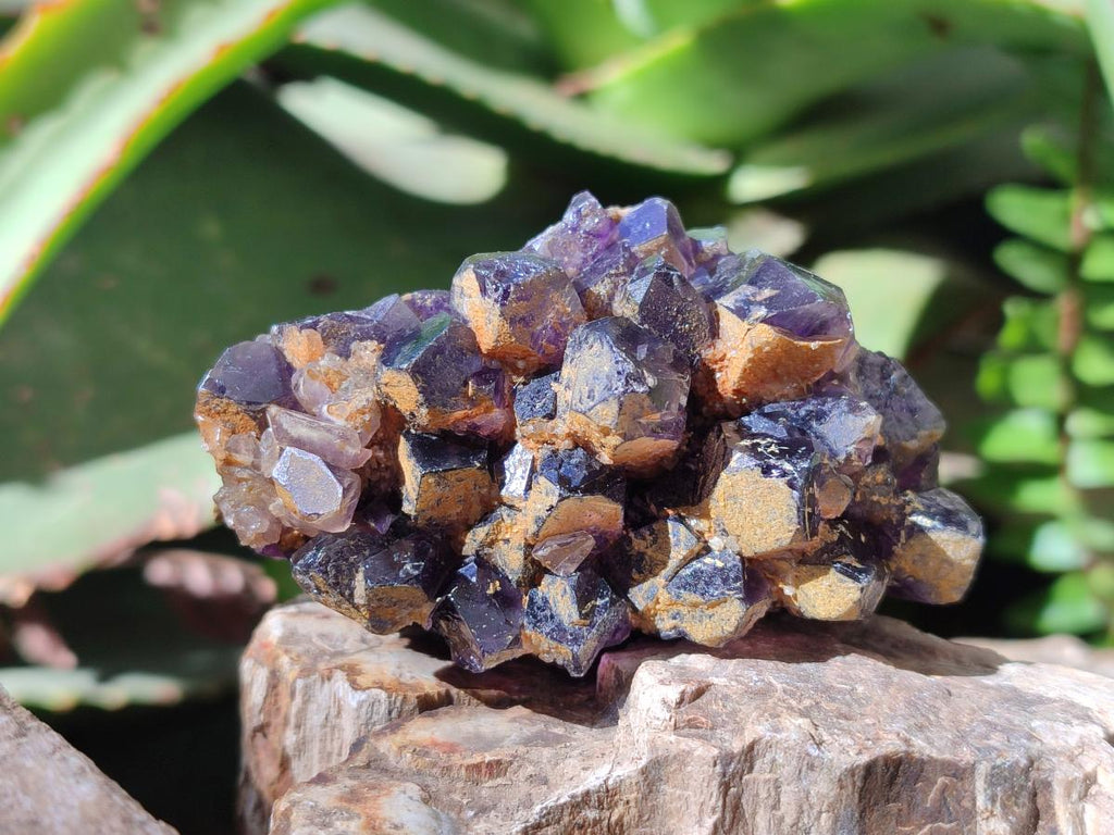 Natural Dark Amethyst Clusters x 24 From Mapatizya, Zambia