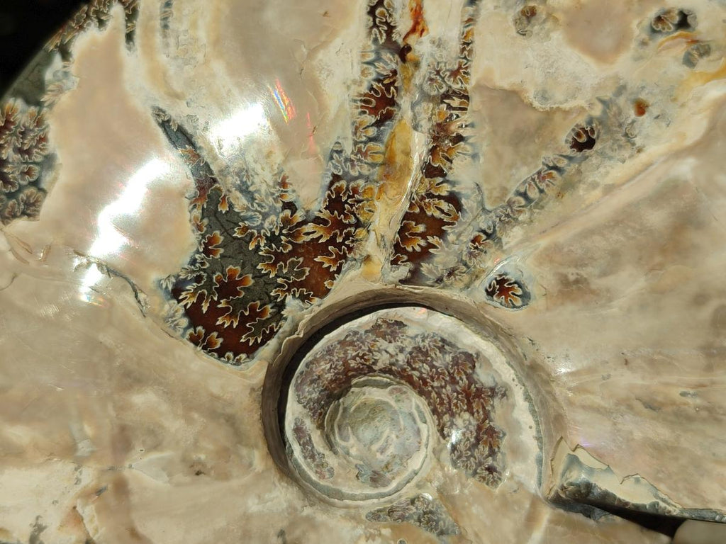 Polished Large Whole Opalized Cleoniceras Ammonite Fossil x 1 From Tulear, Madagascar