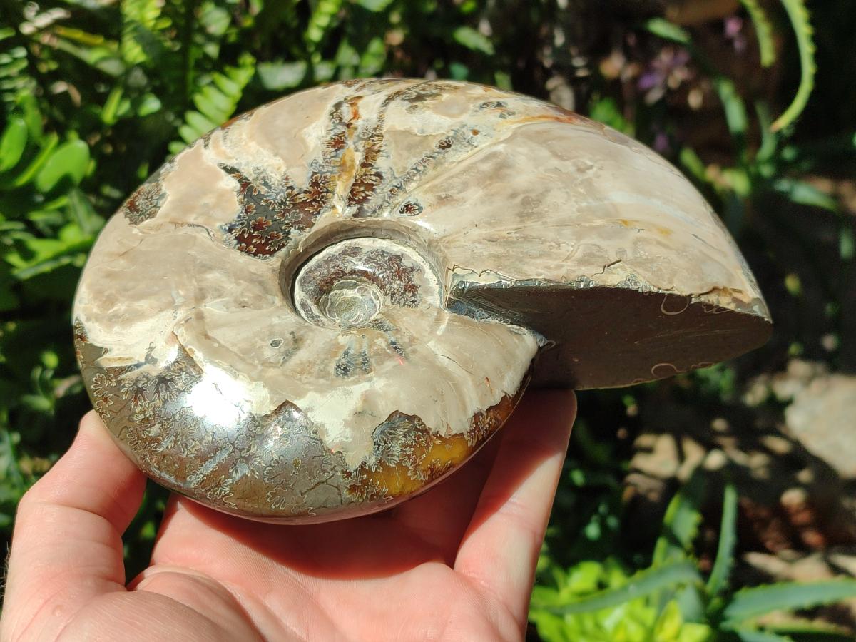 Polished Large Whole Opalized Cleoniceras Ammonite Fossil x 1 From Tulear, Madagascar