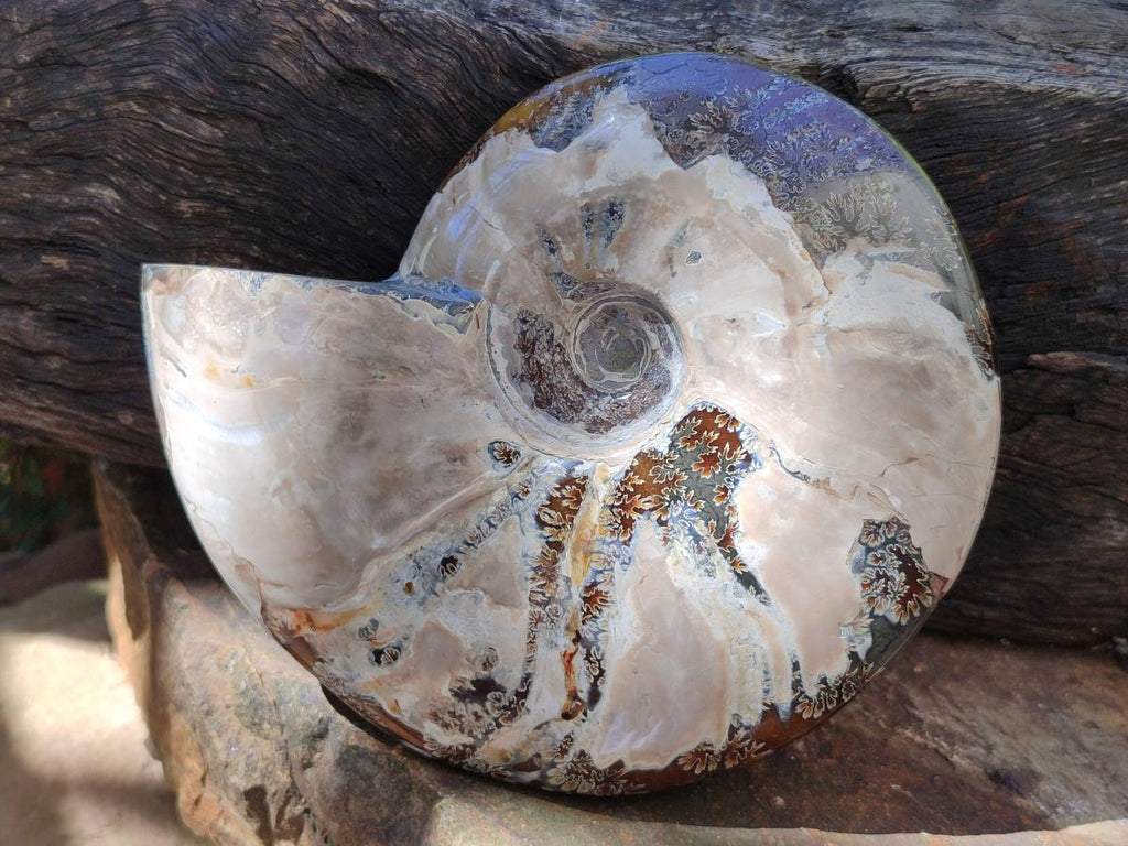 Polished Large Whole Opalized Cleoniceras Ammonite Fossil x 1 From Tulear, Madagascar