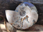 Polished Large Whole Opalized Cleoniceras Ammonite Fossil x 1 From Tulear, Madagascar